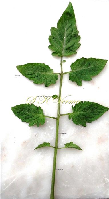  Leaf(Adaxial view)